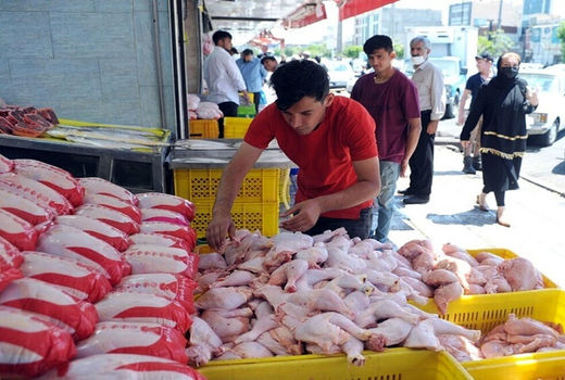 جهش تولید مرغ در آذربایجان‌شرقی؛ عرضه روزانه ۵۰۰ تن لاشه گرم و پوشش کامل نیاز بازار