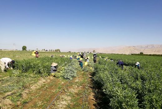 تولید 8 هزار تن باقلا در شهرستان فسا