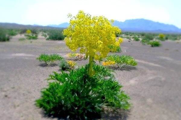 کاشت گیاه دارویی آنغوزه در فسا 
