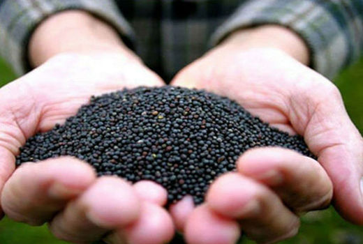 مراکز خرید دانه های روغنی در تعاون روستایی آذربایجان شرقی تعیین شد