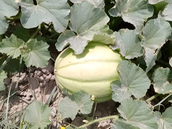 رقم جدید خربزه سیستو معرفی شد
