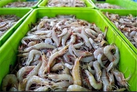 صید ۸۵۰ تن میگو دریایی در نوار ساحلی خلیج‌ فارس استان بوشهر 
