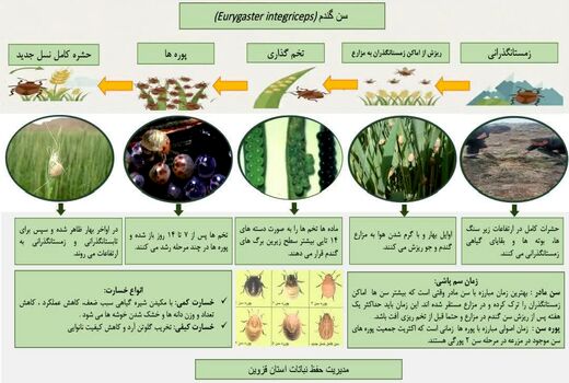 سن گندم 
