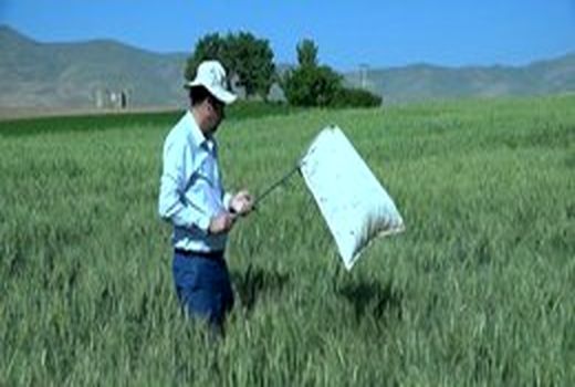 آغاز مبارزه باپوره سن غلات در فریدن