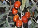 برداشت سنجد_خور و بیابانک