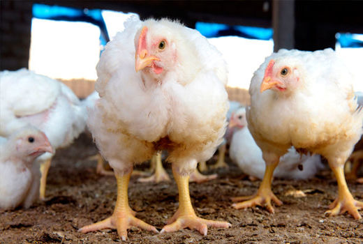 بازگشت آنفولانزای مرغی مرگ‌بار