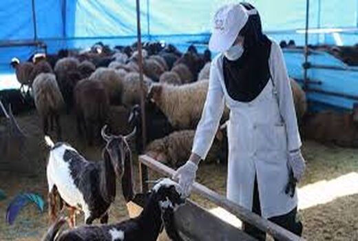 طرح واکسیناسیون علیه بیماری «لمپی اسکین» در شهرستان  شهربابک آغاز شد