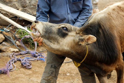 تب برفکی نداریم