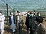 معاون وزیر جهادکشاورزی از مجتمع کشت و صنعت مکران در سیستان و بلوچستان بازدید کرد