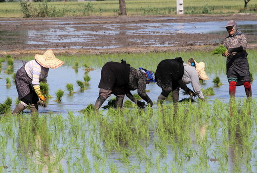 ستون کشاورزی استان گلستان زنان کارگر هستند