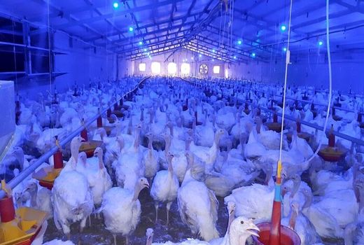 تولید و عرضه 3700تن گوشت بوقلمون سالانه در واحدهای پرورش استان مرکزی