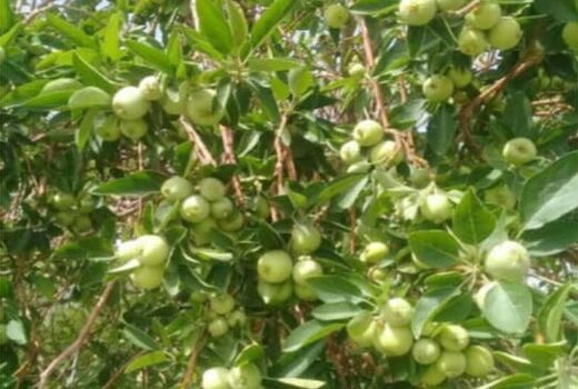 برداشت سیب درختی در شهرستان بشاگرد