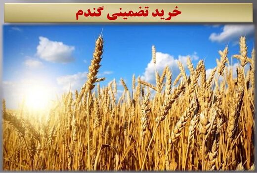 خرید تضمینی 8500 تن گندم از کشاورزان ساروی