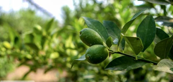 آغاز برداشت لیمو ترش در بوشهر / پیشبینی تولید ۸۰ هزارتن