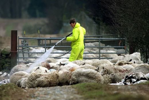 ساخت جایگاه مناسب، الزاماً هزینه‌بر نیست/ راهکارهای مقابله با تنش گرمایی در دام