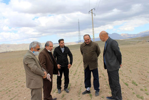 افزایش عملکرد محصول با انجام کشت انتظاری به جای کشت بهاره دیم