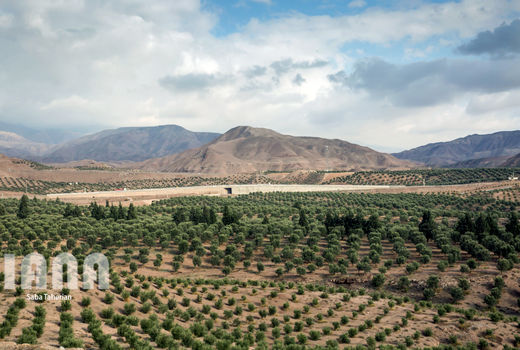 تولید 90 هزار تنی زیتون در سال 97