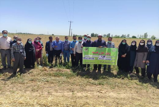 کلزاکاران شهرستان تاکستان با رقم‌های مناسب کشت کلزا آشنا شدند