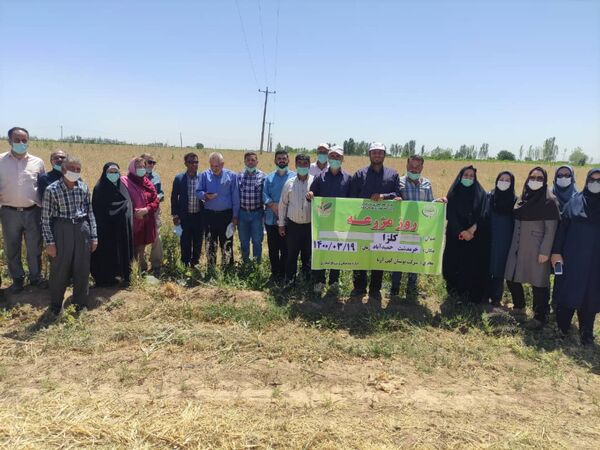 کلزاکاران شهرستان تاکستان با رقم‌های مناسب کشت کلزا آشنا شدند