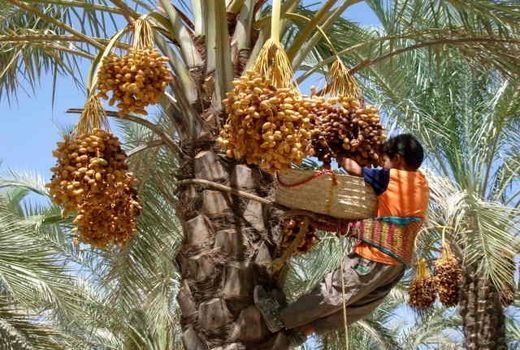 برداشت رطب نوبرانه از نخلستان های کازرون