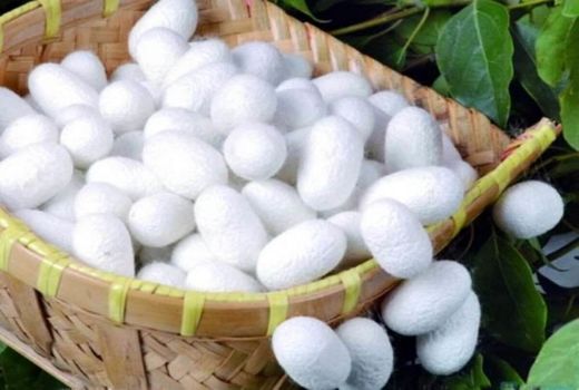 ۳/۵ تن پیله تر در آذربایجان شرقی برداشت شد