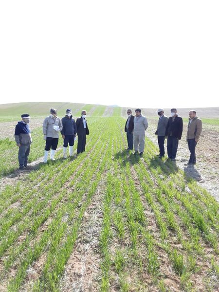 بازدید کارشناسان از پلت فرم آموزشی و ترویجی نظامهای زراعی گندم بنیان  در شهرستان آوج
