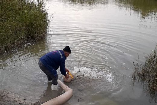 احیاء ذخایر آبی خرمشهر با رهاسازی 300 هزار قطعه بچه ماهی بومی 