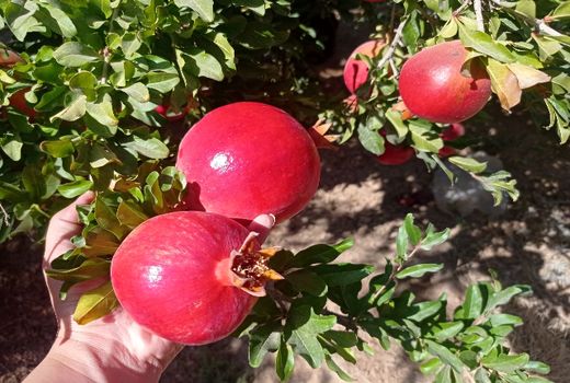 آفت انار برای اولین بار در کشور در شهرضا مهار می‌شود