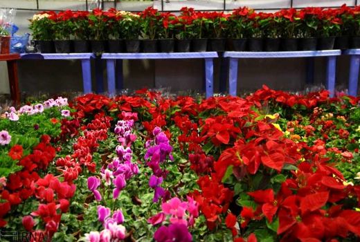 ایجاد پایانه صادراتی گل در خراسان‌جنوبی 