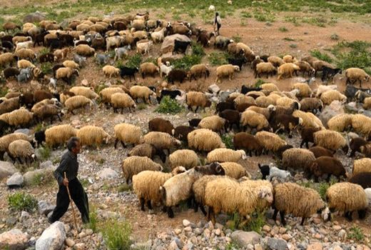 ۲۵ درصد از نهاده دام عشایر استان یارانه ای تامین می‌شود