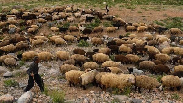 ۲۵ درصد از نهاده دام عشایر استان یارانه ای تامین می‌شود