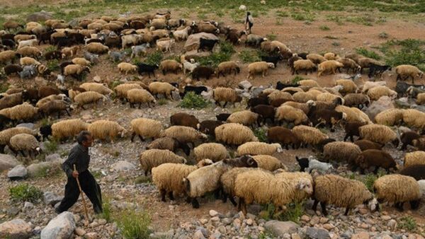 ۲۵ درصد از نهاده دام عشایر استان یارانه ای تامین می‌شود