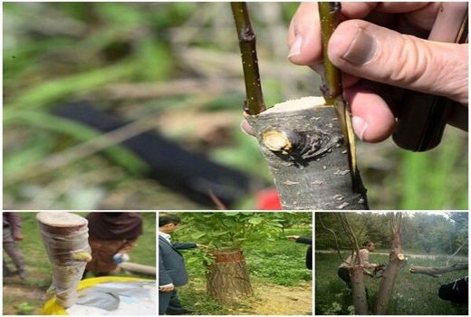 طرح پیوند سرشاخه کاری باغات گردوی استان کرمان به صورت الگویی در حال اجراست