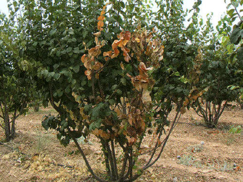 طرح تحقیقی ترویجی مبارزه با بیماری آتشک درختان میوه دانه دار در شهرستان بردسیر 
