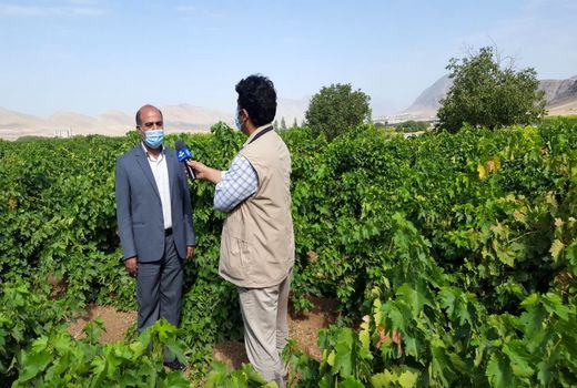 برداشت متوسط ۱۴ تن محصول از هرهکتار باغات انگور در خرم آباد