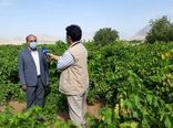 برداشت متوسط ۱۴ تن محصول از هرهکتار باغات انگور در خرم آباد