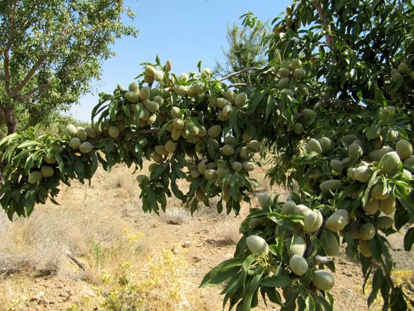 افزایش 41 درصدی تولید بادام در چهارمحال و بختیاری 