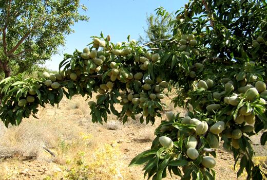 افزایش 41 درصدی تولید بادام در چهارمحال و بختیاری 