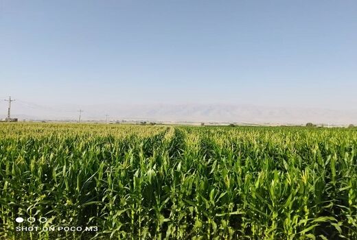 تامین ذرت علوفه ای اولویت کشاورزان شیرازی 