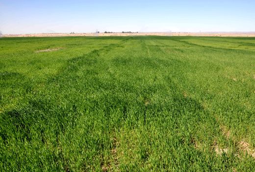 60 هزار هکتار از اراضی سیستان‌وبلوچستان زیرکشت گندم و جو رفت