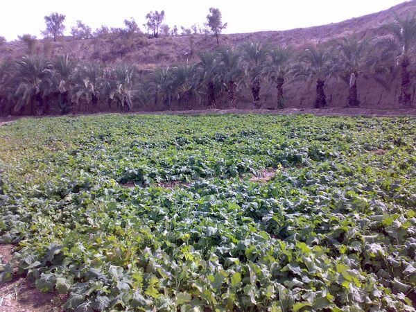 کشت دانه روغنی کلزا در 6 هزار هکتار از زمین های سیستان و بلوچستان آغاز شد