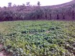 کشت دانه روغنی کلزا در 6 هزار هکتار از زمین های سیستان و بلوچستان آغاز شد
