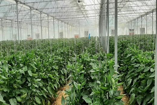 افتتاح اولین واحد روستا گلخانه در خرامه