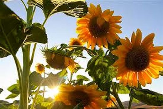 افزایش تولید دانه های روغنی در شهرستان ارزوئیه