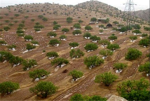 کشت باغ مثمر دیمی با استفاده از ذخیره‌سازی آب باران