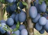 پیش بینی برداشت ۷۹۰ تٌن آلو در خراسان جنوبی