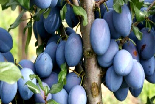 پیش بینی برداشت ۷۹۰ تٌن آلو در خراسان جنوبی