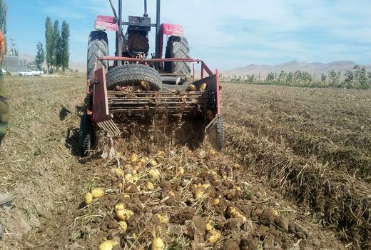 برداشت سیب زمینی از مزارع کشاورزی شهرستان آوج آغاز شد 
