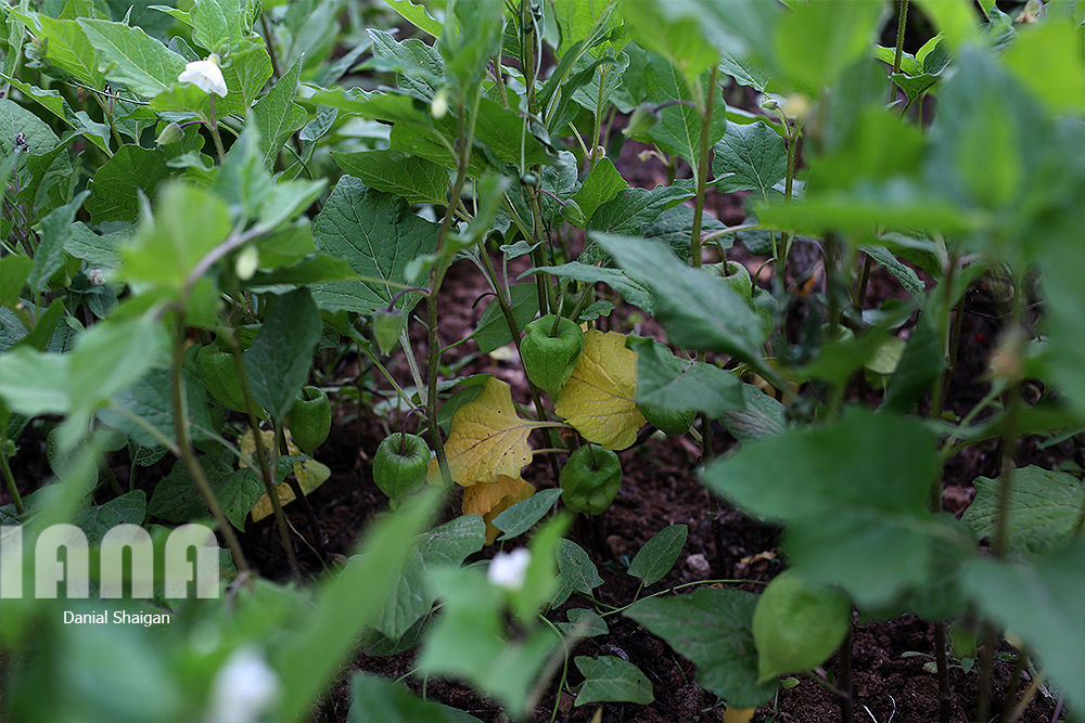 ایستگاه چندمنظوره تحقیقاتی کشاورزی ایلام