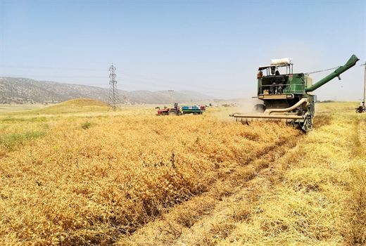 آغاز برداشت کشت نخود پاییزه در استان ایلام